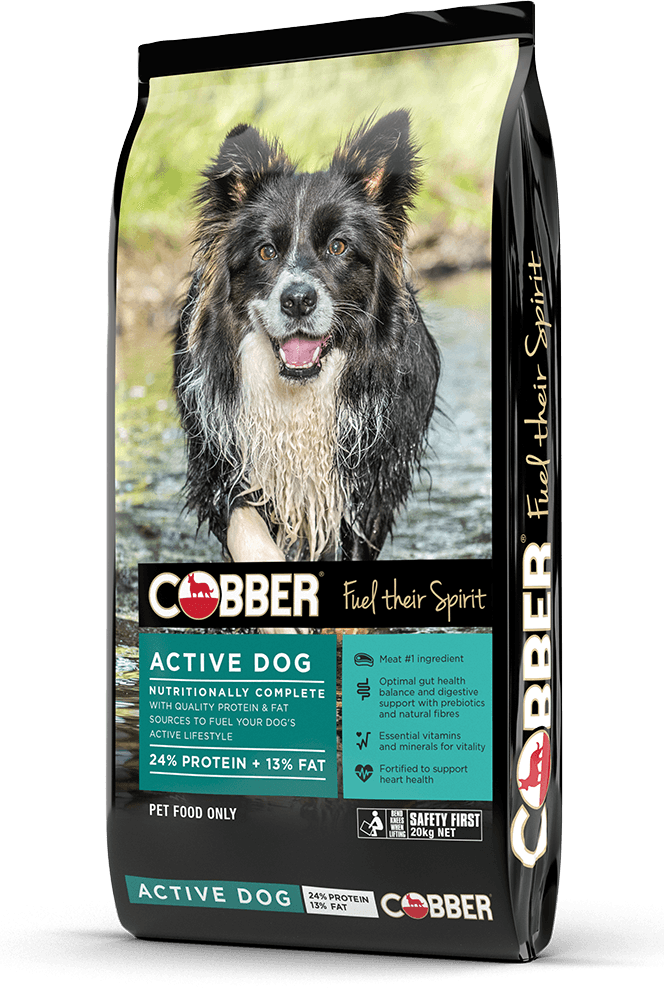 Cobber Active Dog