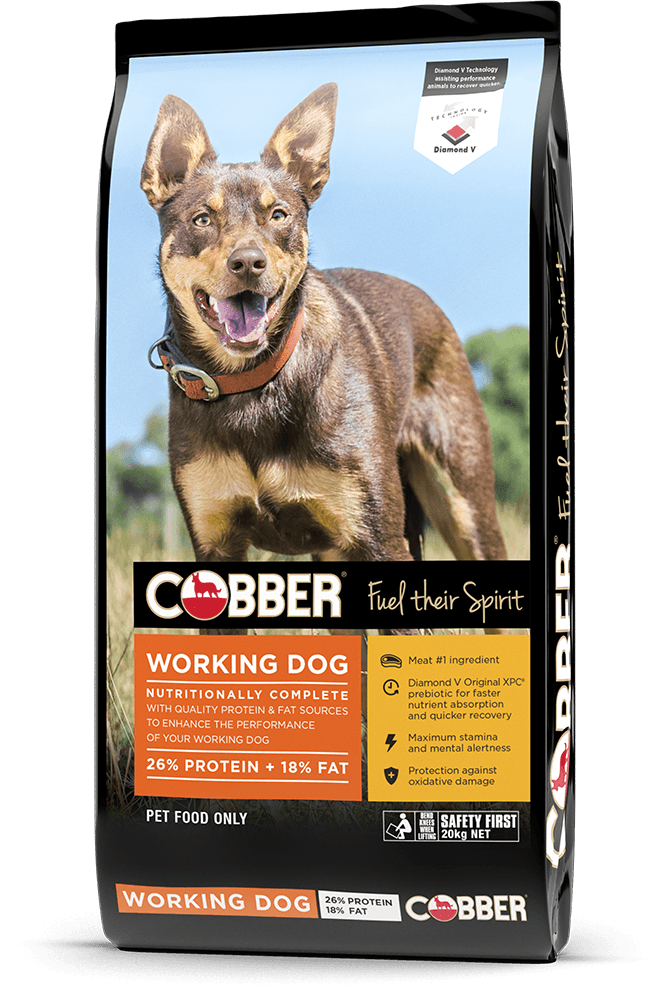 Cobber Working Dog