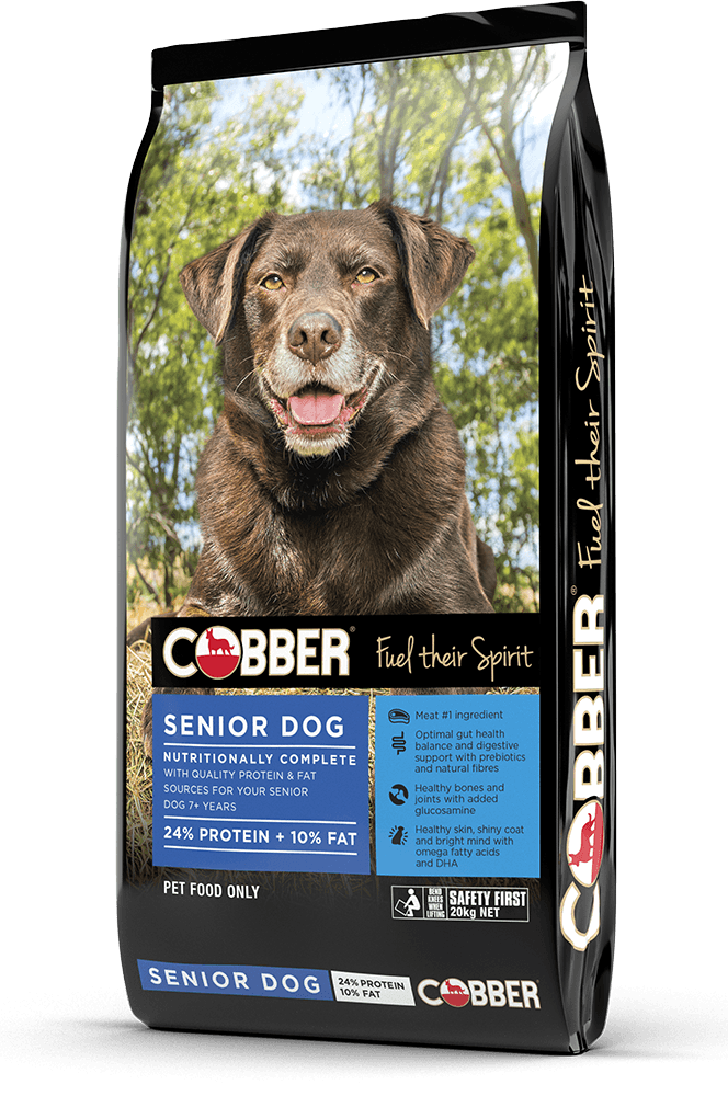Cobber Senior Dog